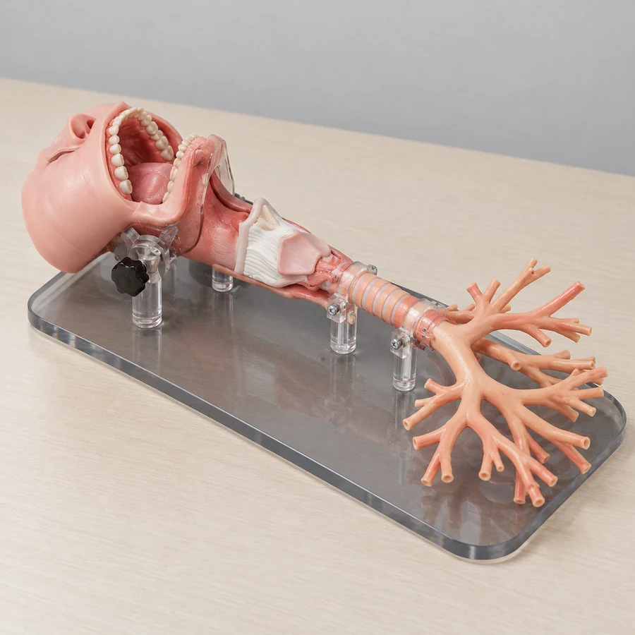 Illustrative product configuration: Custom Medical Models